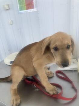 Panda Bear -- URGENT -  Shepherd Dog for Adoption in Thousand Oaks, California - Panda Bear -- URGENT | PetCurious
