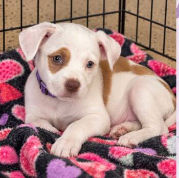 Louise (AO37545) -  Boxer and Hound Dog for Adoption in Kansas City, Kansas - Louise (AO37545) | PetCurious
