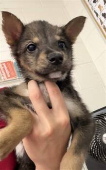 A596067 -  German Shepherd Dog and Mixed Breed Dog for Adoption in San Bernardino, California - A596067 | PetCurious