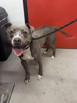 Mixed Breed Dogs Available for Adoption in West Chester, Pennsylvania - Warlock | PetCurious