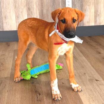 Bellini -  Doberman Pinscher and Great Pyrenees Dog for Adoption in Idaho Falls, Idaho - Bellini | PetCurious