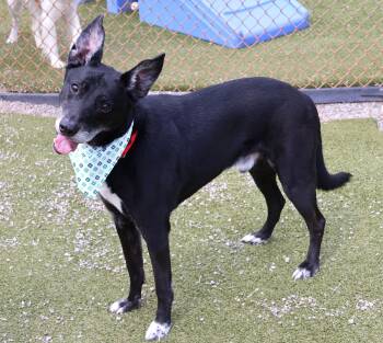 Mixed Breed Dogs Available for Adoption - Midnight | PetCurious