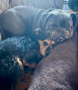 Yorkshire Terrier and Schnauzer Dogs Available for Adoption - Goji  | PetCurious