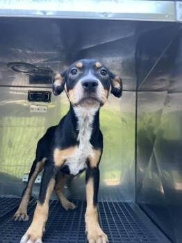 Mixed Breed Dogs Available for Adoption in Dallas, Texas - RALPHIE | PetCurious