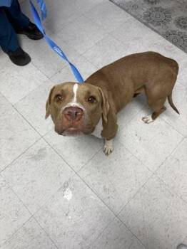 American Staffordshire Terrier and Mixed Breed Dogs Available for Adoption - Gingersnap | PetCurious