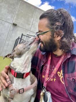 Margery -  Pit Bull Terrier and Mixed Breed Dog for Adoption in Wichita, Kansas - Margery | PetCurious