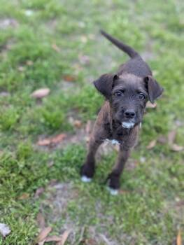 Labradoodle Dogs Available for Adoption - Denali | PetCurious