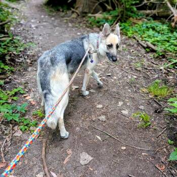 Queen -  Mixed Breed Dog for Adoption in Walker, Michigan - Queen | PetCurious