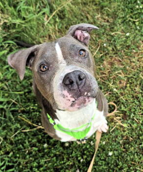 Rescue Mixed Breed Dogs for Adoption in Shelburne, Vermont - Freya | PetCurious