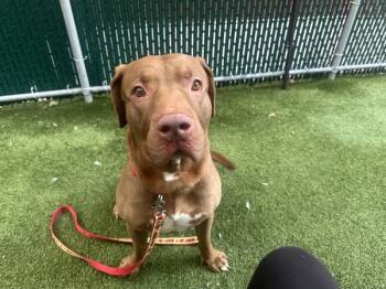 Rescue Mixed Breed Dogs for Adoption in New York, New York - Summit | PetCurious