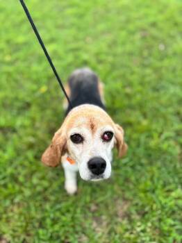 Melissa -  Beagle and Mixed Breed Dog for Adoption in Aiken, South Carolina - Melissa | PetCurious