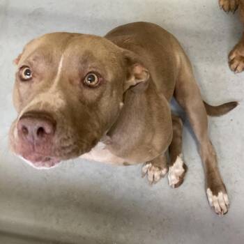 Chiquita -  Mixed Breed Dog for Adoption in Las Cruces, New Mexico - Chiquita | PetCurious