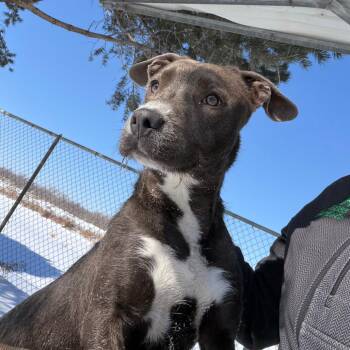 Mixed Breed Dogs Available for Adoption in Boone, Iowa - Puffy | PetCurious