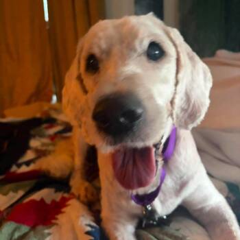 Pearl -  Standard Poodle and Mixed Breed Dog for Adoption in Edwards, Illinois - Pearl | PetCurious