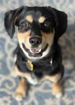 Pomeranian and Beagle Dogs Available for Adoption in Malvern, Pennsylvania - Pluto | PetCurious
