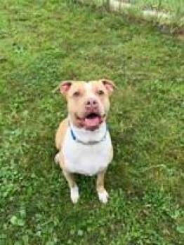 Xantina -  American Bully Dog for Adoption in Whitby, Ontario - Xantina | PetCurious