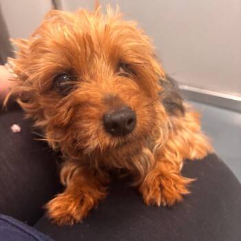 Teacup -  Yorkshire Terrier Dog for Adoption in Allentown, Pennsylvania - Teacup | PetCurious
