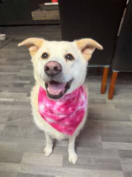 Halo -  Great Pyrenees and Husky Dog for Adoption in Houston, Texas - Halo | PetCurious