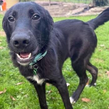 Cash -  Border Collie and Black Labrador Retriever Dog for Adoption in Brockport, New York - Cash | PetCurious