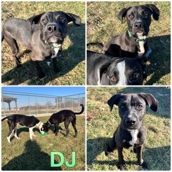 Rescue Labrador Retriever Dogs for Adoption in Pierceton, Indiana - DJ | PetCurious