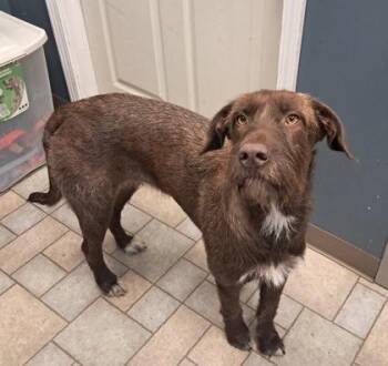 Rescue German Wirehaired Pointer Dogs for Adoption in Hollister, Missouri - Astrid | PetCurious