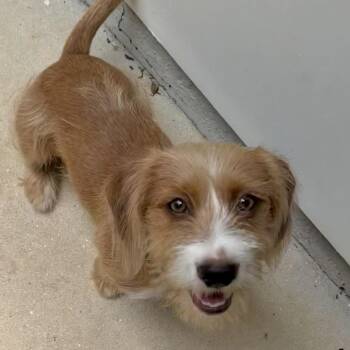 Boomer -  Cairn Terrier Dog for Adoption in Lakewood Ranch, Florida - Boomer | PetCurious