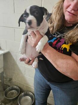 Chris ⛰️ -  Pit Bull Terrier Dog for Adoption in Irwin, Pennsylvania - Chris ⛰️ | PetCurious