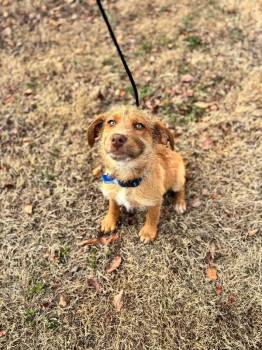 Terrier and Labrador Retriever Dogs Available for Adoption - Hendrix | PetCurious