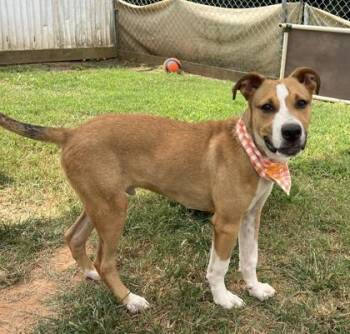 Comanchi -  Mixed Breed Dog for Adoption in Seneca, South Carolina - Comanchi | PetCurious