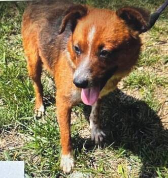 Hart -  Australian Shepherd and Mixed Breed Dog for Adoption in Warren, Michigan - Hart | PetCurious