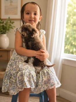 Denver -  Pomeranian Dog for Adoption in Princeton, Massachusetts - Denver | PetCurious
