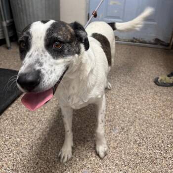 Rescue Australian Cattle Dog Blue Heeler and Border Collie Dogs for Adoption in Fallon, Nevada - Mercury Jones | PetCurious