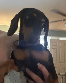 Edna -  Dachshund Dog for Adoption in Pearland, Texas - Edna | PetCurious