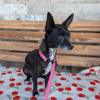 ELSIE -  Chihuahua and Terrier Dog for Adoption in Chico, California - ELSIE | PetCurious