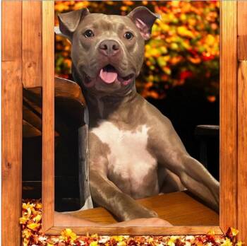 Rescue American Staffordshire Terrier Dogs for Adoption in Pittsburgh, Pennsylvania - Meg | PetCurious