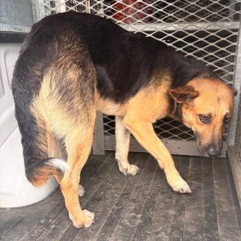 Zeeke (Wisely) -  Shepherd Dog for Adoption in Edinburg, Texas - Zeeke (Wisely) | PetCurious