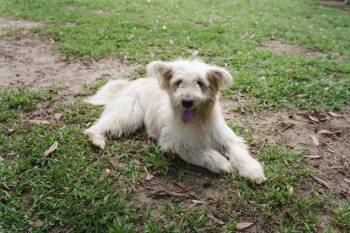 Beidou -  Retriever Dog for Adoption in North Reading, Massachusetts - Beidou | PetCurious