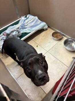 Roni -  American Staffordshire Terrier and Mixed Breed Dog for Adoption in Honolulu, Hawaii - Roni | PetCurious