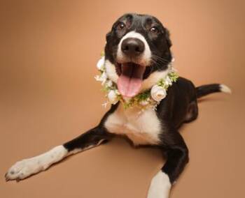 Border Collie and German Shepherd Dog Dogs Available for Adoption in Liverpool, Texas - Leia | PetCurious