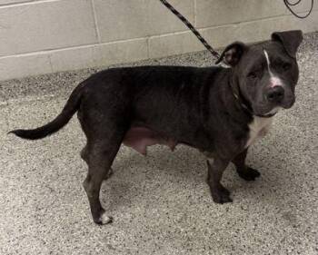 Sheeda -  Pit Bull Terrier and Mixed Breed Dog for Adoption in Kansas City, Missouri - Sheeda | PetCurious