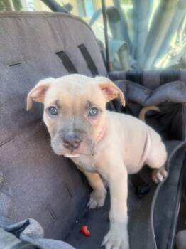 Quiche -  Pit Bull Terrier and Boxer Dog for Adoption in Phoenix, Arizona - Quiche | PetCurious