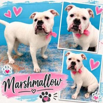 Marshmellow -  American Bulldog and Mixed Breed Dog for Adoption in Seagoville, Texas - Marshmellow | PetCurious