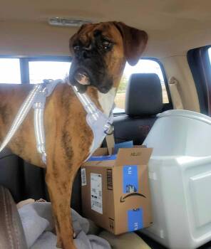 Rescue Boxer Dogs for Adoption in Kuna, Idaho - LEMON | PetCurious