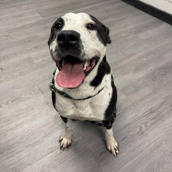 Scarlett -  Pit Bull Terrier Dog for Adoption in Evansville, Indiana - Scarlett | PetCurious