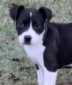 Rescue Mixed Breed Dogs for Adoption in Groveland, Massachusetts - Lucy | PetCurious