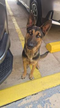 Carla -  German Shepherd Dog Dog for Adoption in Mcallen, Texas - Carla | PetCurious
