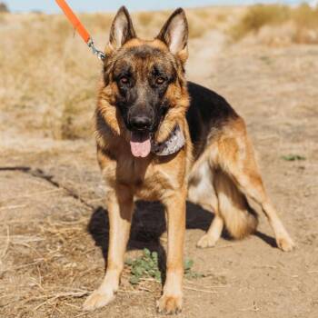 Rescue German Shepherd Dog Dogs for Adoption in Temecula, California - Jax | PetCurious