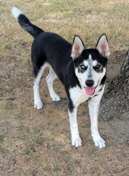 Bolt -  Siberian Husky Dog for Adoption in Cleburne, Texas - Bolt | PetCurious