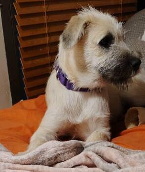 Irish Wolfhound and German Wirehaired Pointer Dogs Available for Adoption in New Baltimore, Michigan - Gooseberry | PetCurious