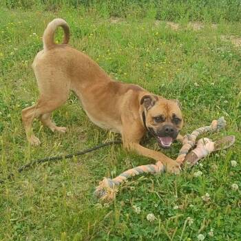 Terrier Dogs Available for Adoption in Springdale, Arkansas - Madonna | PetCurious
